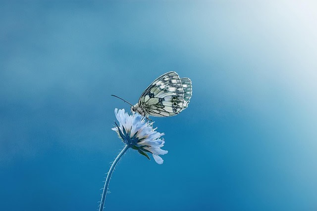 butterfly-1611794_640
