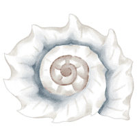 pale-purple-and-blue-shell