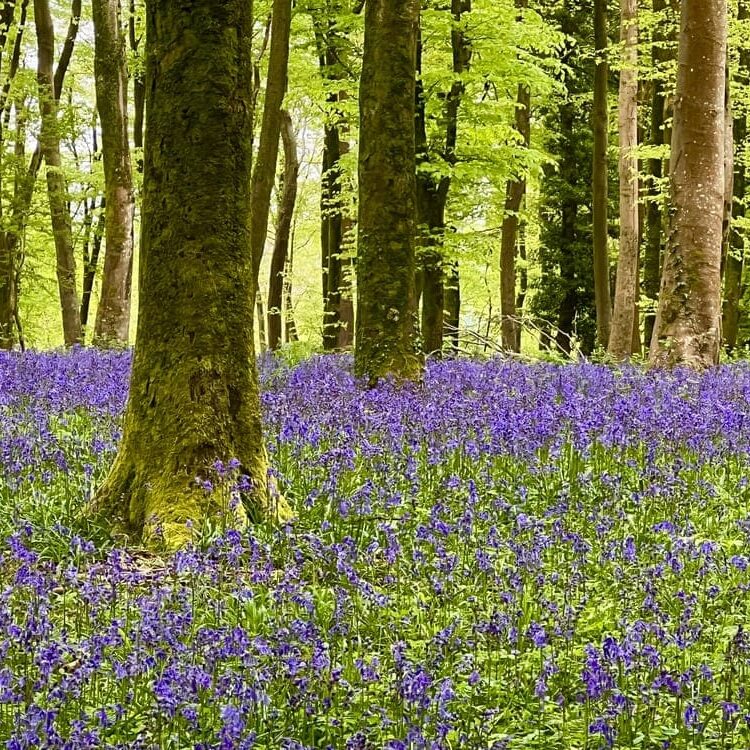 bluebell-wood-about-me-page