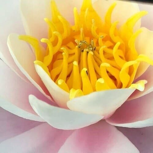 waterlily
